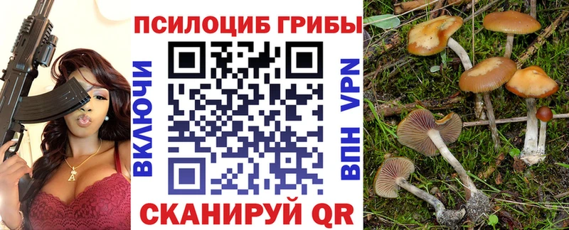 Галлюциногенные грибы Psilocybe  Купить  Снежногорск 